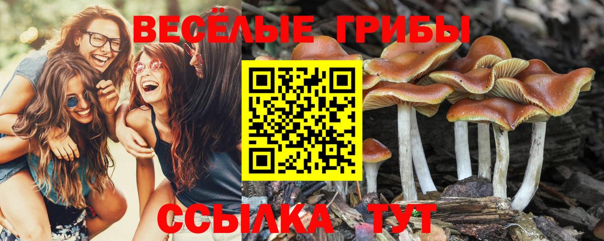 Галлюциногенные грибы прущие грибы Вологда